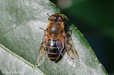 Eristalis tenax