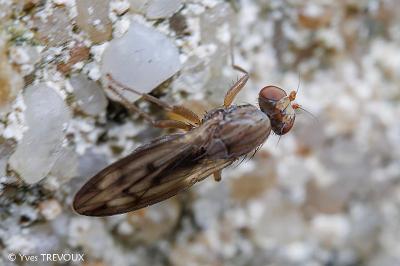 Opomyza germinationis