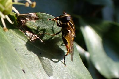 Helophilus pendulus