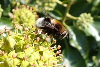 Eristalis intricaria