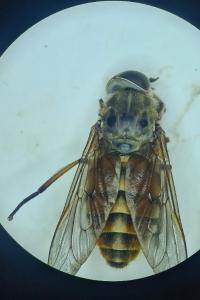 Tabanus eggeri