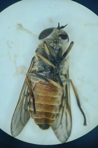 Tabanus eggeri