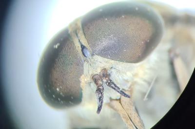 Tabanus eggeri