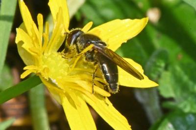 Cheilosia