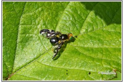 Euleia heraclei