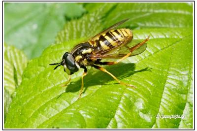 Chrysotoxum cautum