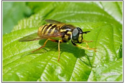 Chrysotoxum cautum