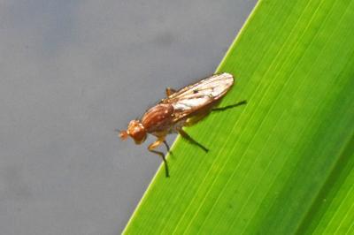 Dryomyza