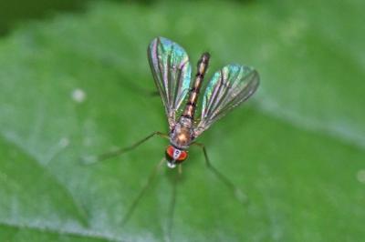 Sciapus