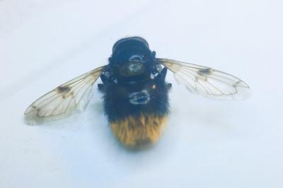 Volucella bombylans var. plumata