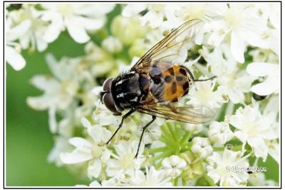 Graphomya maculata