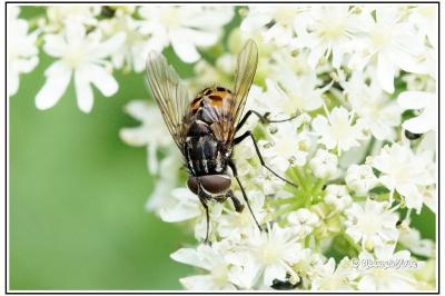 Graphomya maculata