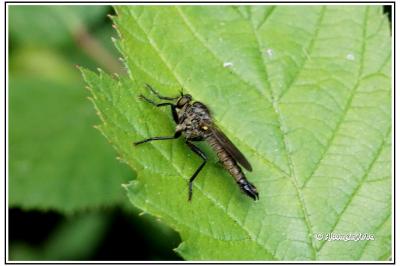 Didysmachus picipes
