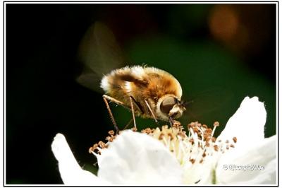 Bombylius cruciatus