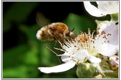 Bombylius cruciatus
