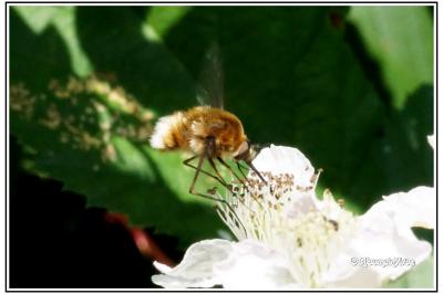 Bombylius cruciatus