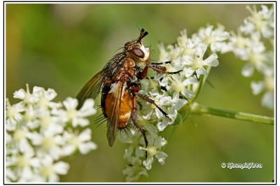 Tachina fera