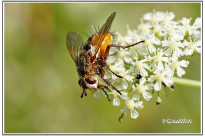 Tachina fera