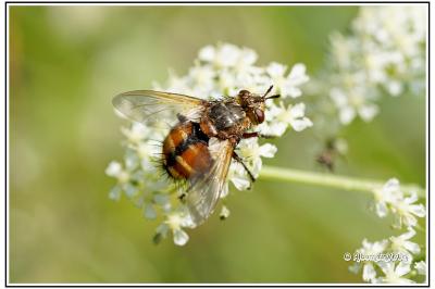 Tachina fera