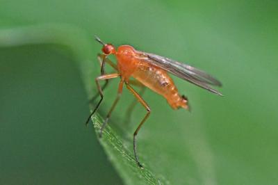 Xanthempis