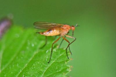 Xanthempis