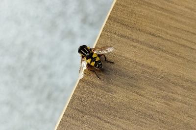 Helophilus pendulus