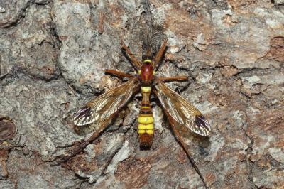 Ctenophora ornata