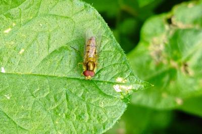 Episyrphus balteatus