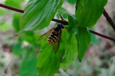 Chrysotoxum cautum