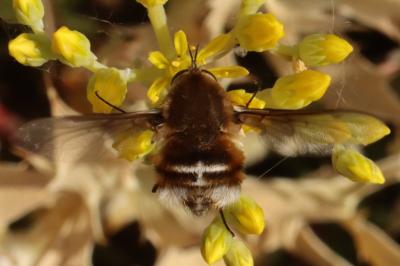 Bombylius cruciatus