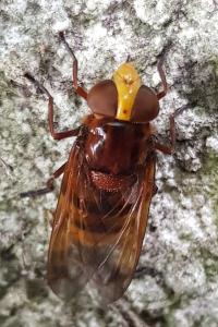 Volucella zonaria