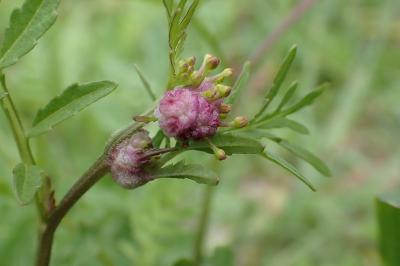 Dasineura sisymbrii