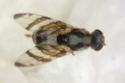 Myennis octopunctata