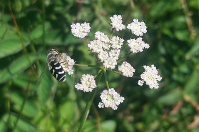 Scaeva pyrastri