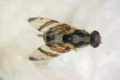 Myennis octopunctata