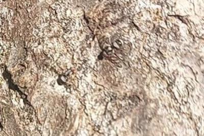 Myennis octopunctata
