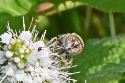 Eristalinus sepulchralis