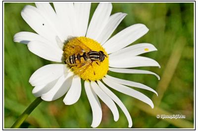 Helophilus pendulus