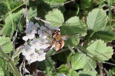 Ectophasia crassipennis