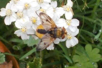 Ectophasia crassipennis