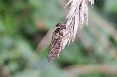 Episyrphus balteatus