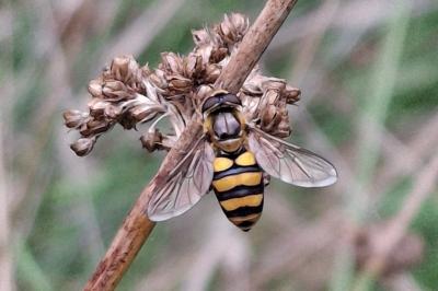 Eupeodes latifasciatus