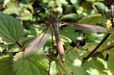 Tipula paludosa