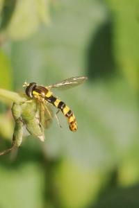 Sphaerophoria scripta