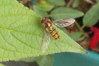 Episyrphus balteatus