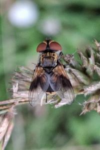 Ectophasia crassipennis