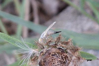 Acanthiophilus helianthi