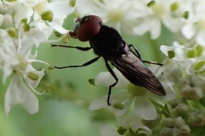 Chrysogaster solstitialis