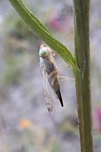 Acanthiophilus helianthi