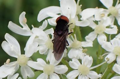 Chrysogaster solstitialis